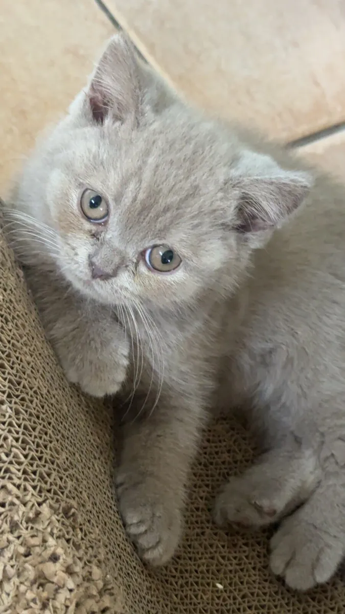 🐾 Adorable British Shorthair Kitten for Sale 🐾 - Image 3
