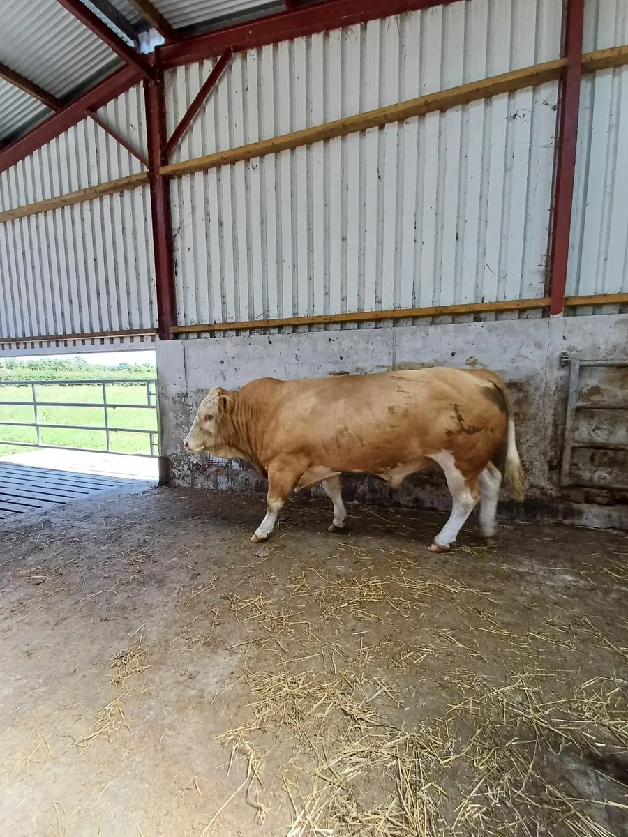 Pedigree stock Bull - Image 1