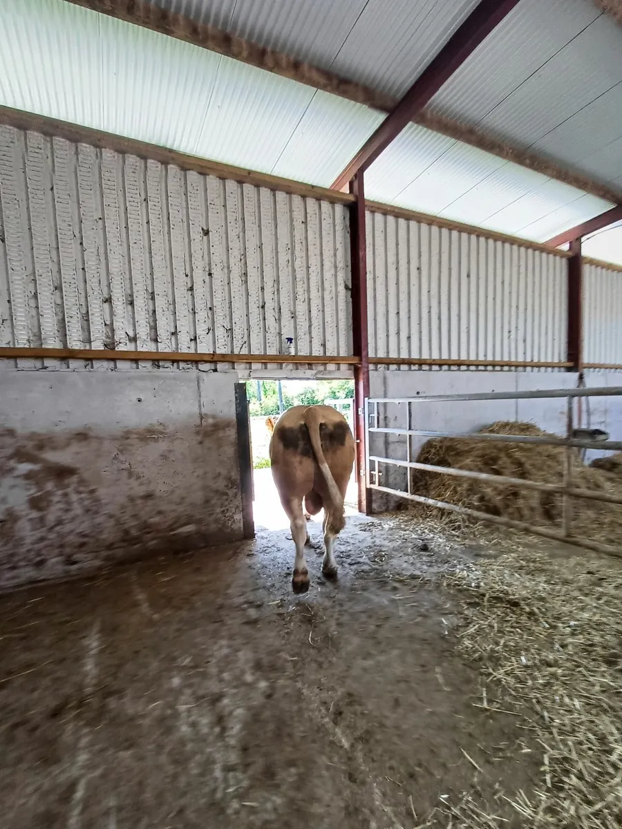 Pedigree stock Bull - Image 2