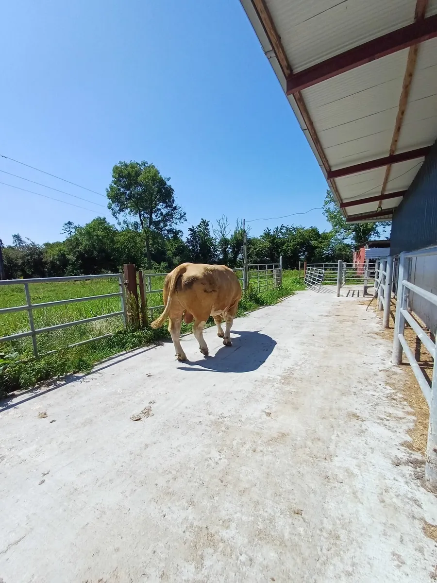 Pedigree stock Bull - Image 4