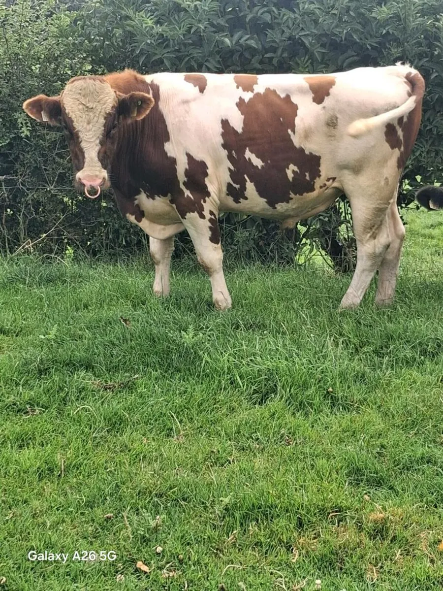 Red and White Bull - Image 1