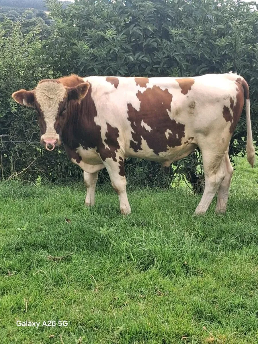 Red and White Bull - Image 2