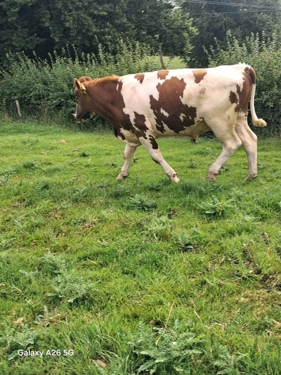 Red and White Bull - Image 3