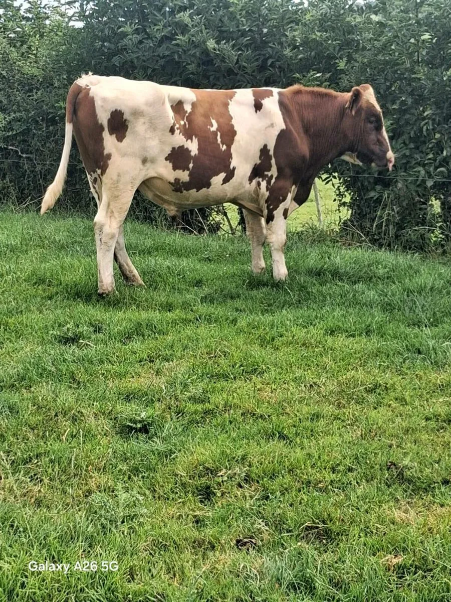 Red and White Bull - Image 4
