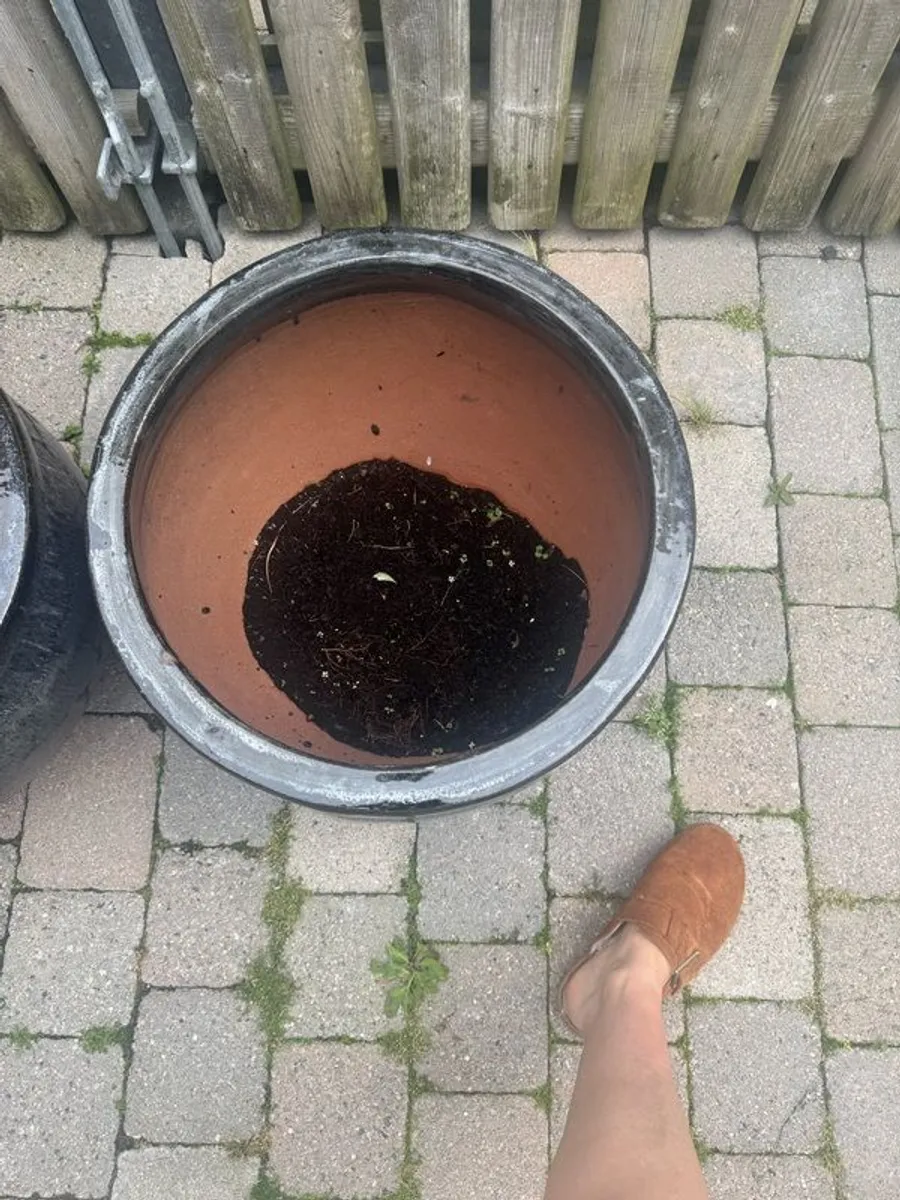 FOR SALE: Large Outdoor Ceramic plant Pots - Image 3