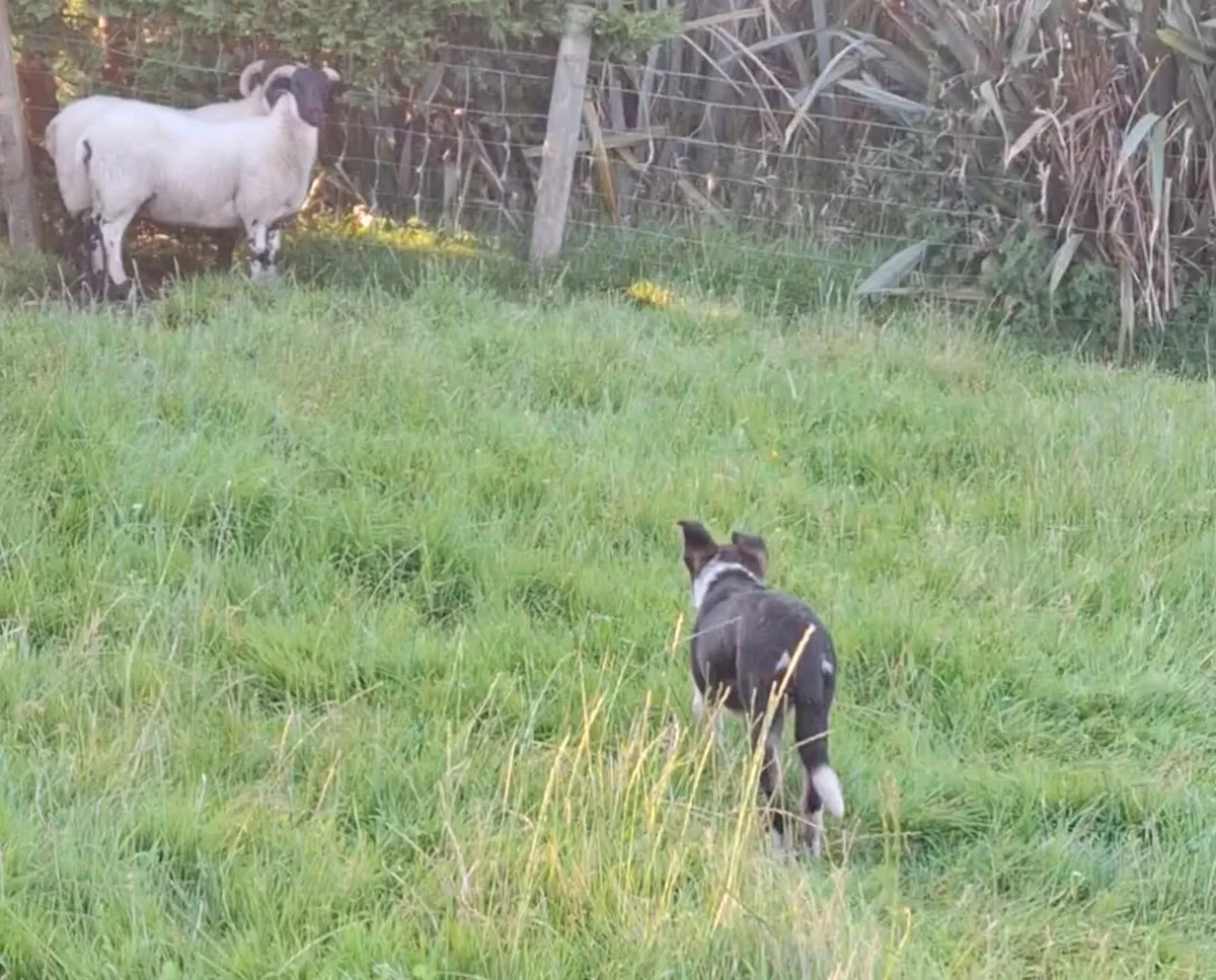 Sheep***