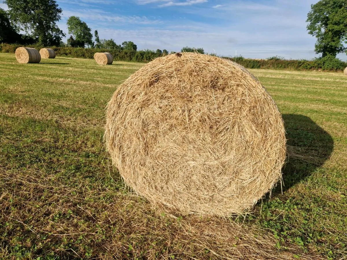 Hay for Sale Top Quality - Image 1