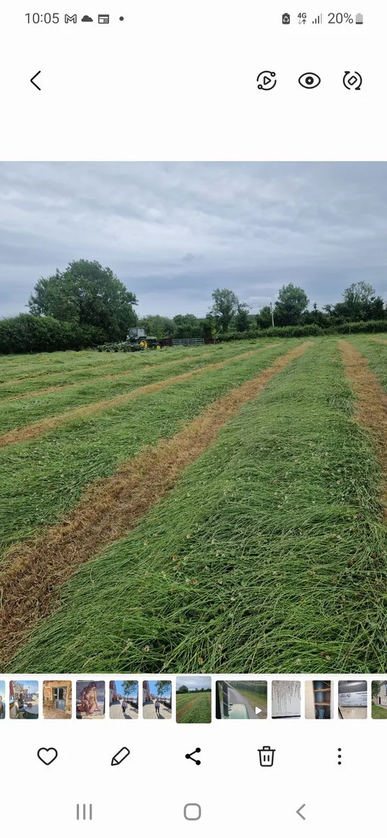 Hay for Sale Top Quality - Image 2