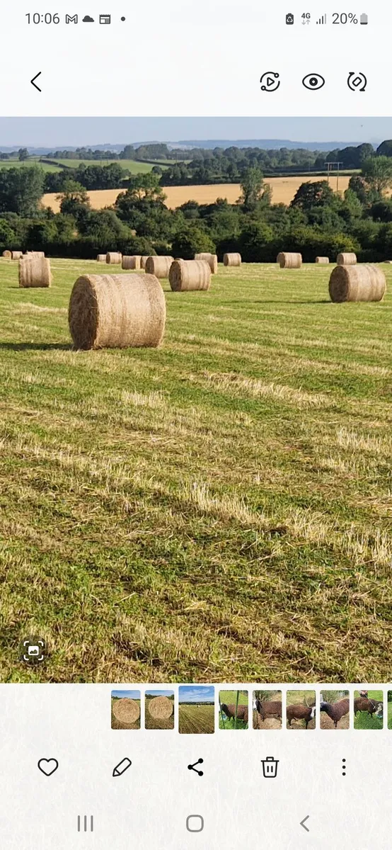 Hay for Sale Top Quality - Image 4