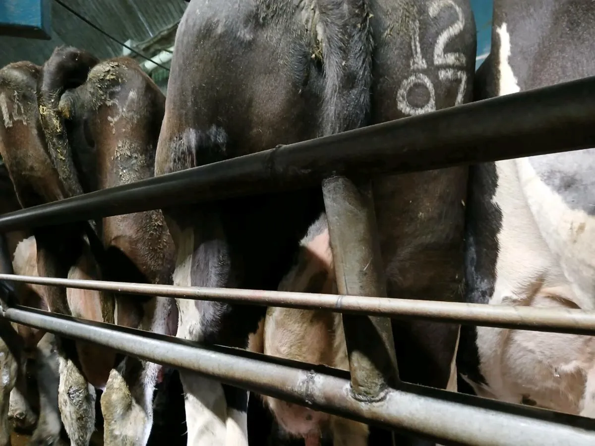 Empty cows in milk required - Image 1
