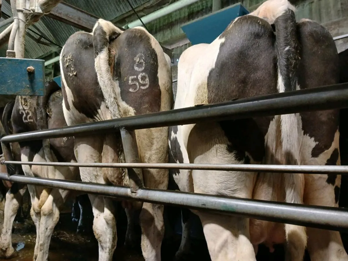 Empty cows in milk required - Image 2