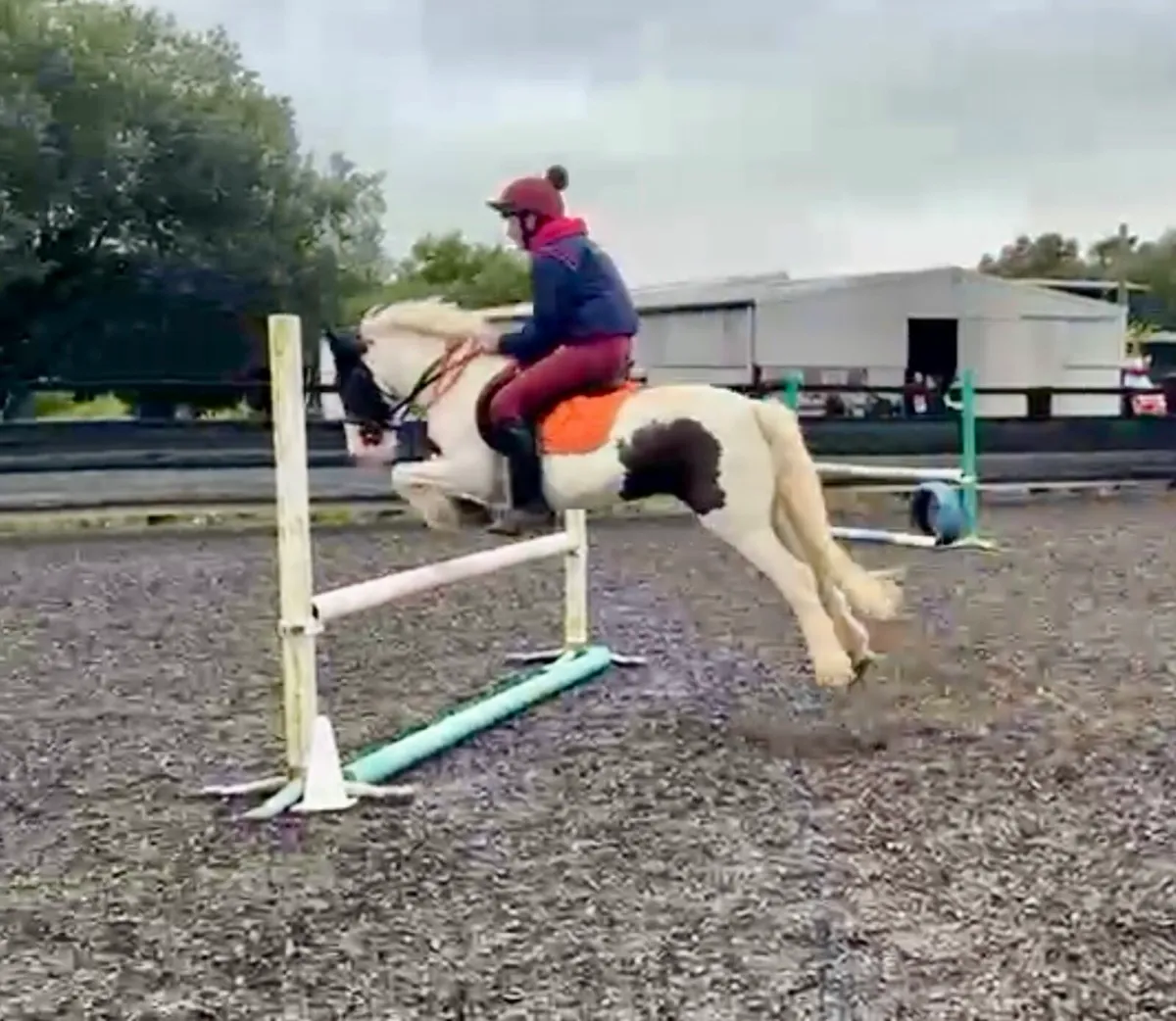 🐴⭐️ Tina ⭐️🐴 - Image 2