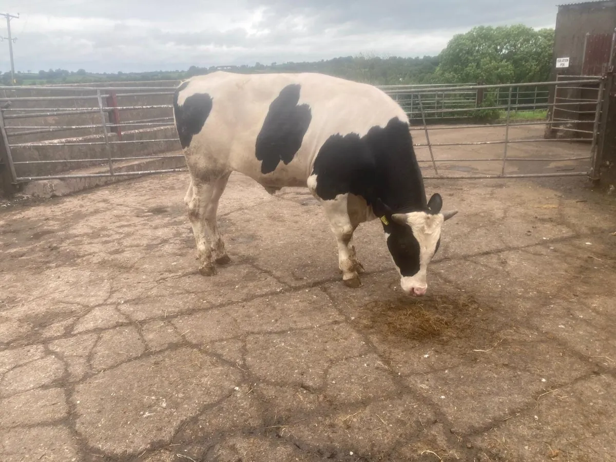 PBNR Holstein Bull - Image 1