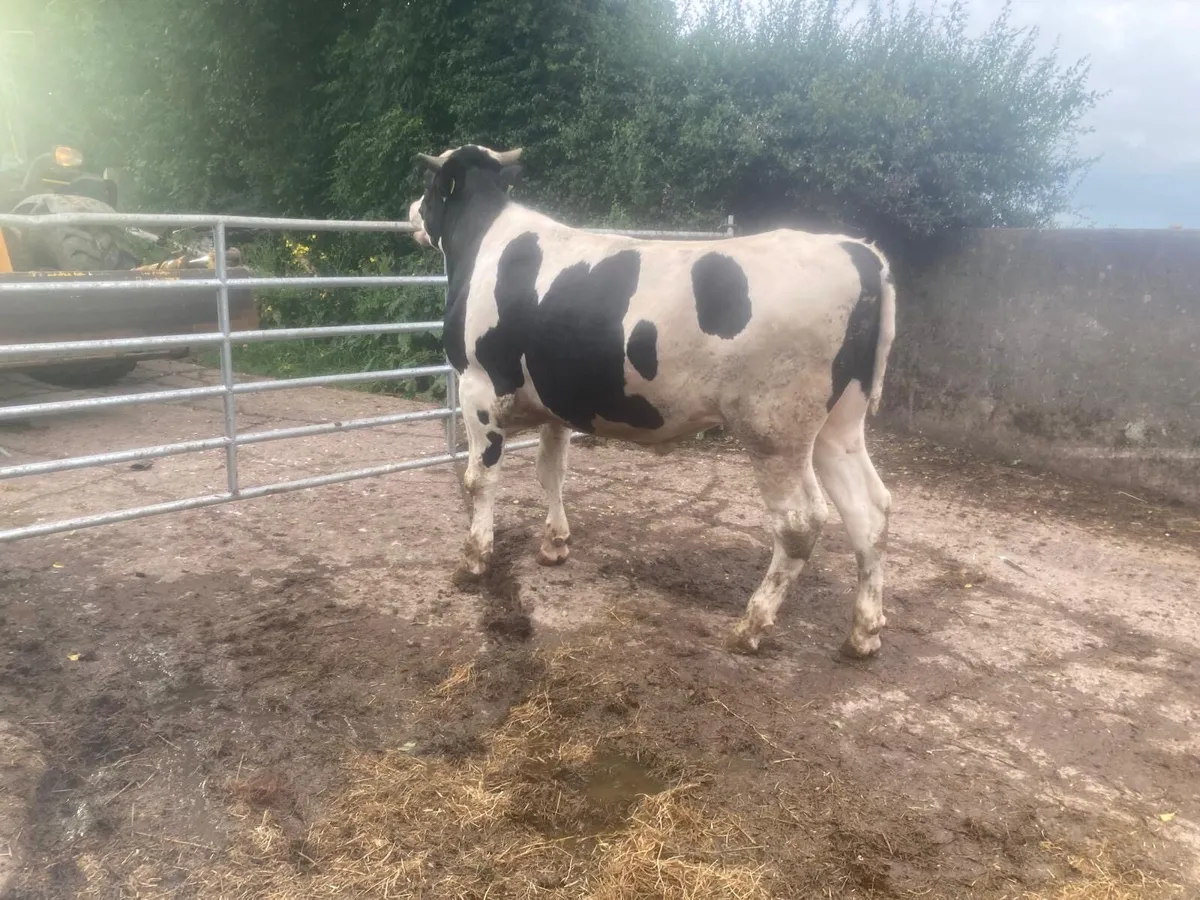 PBNR Holstein Bull - Image 2