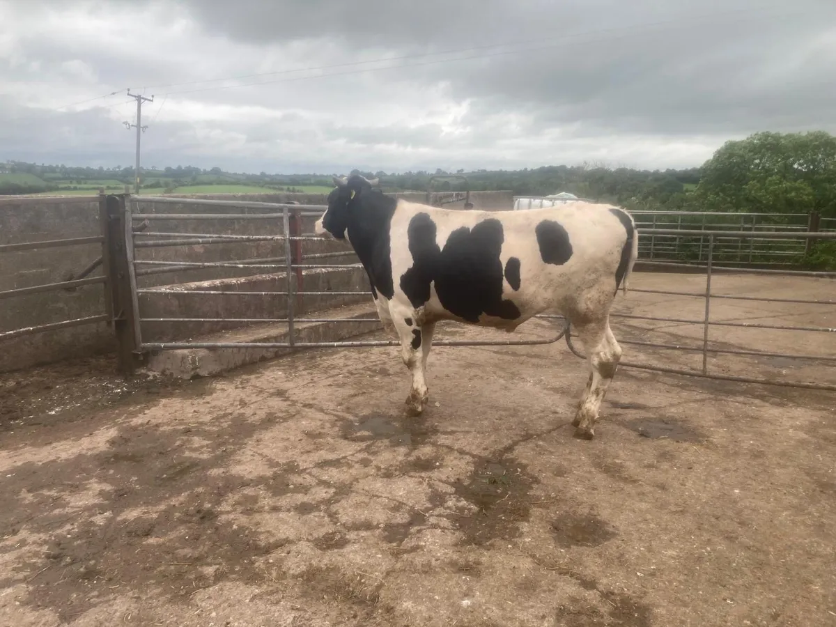 PBNR Holstein Bull - Image 3