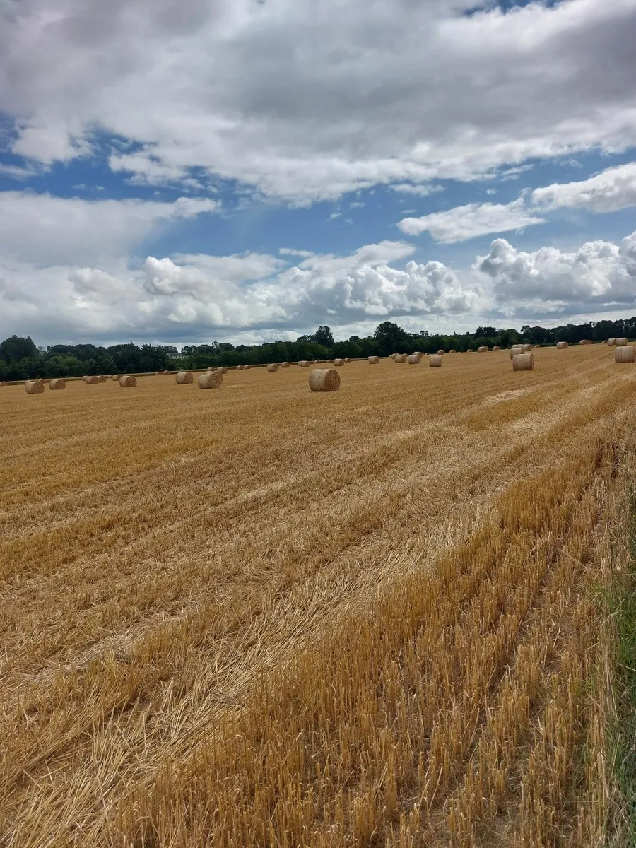 Barley Straw - Image 1