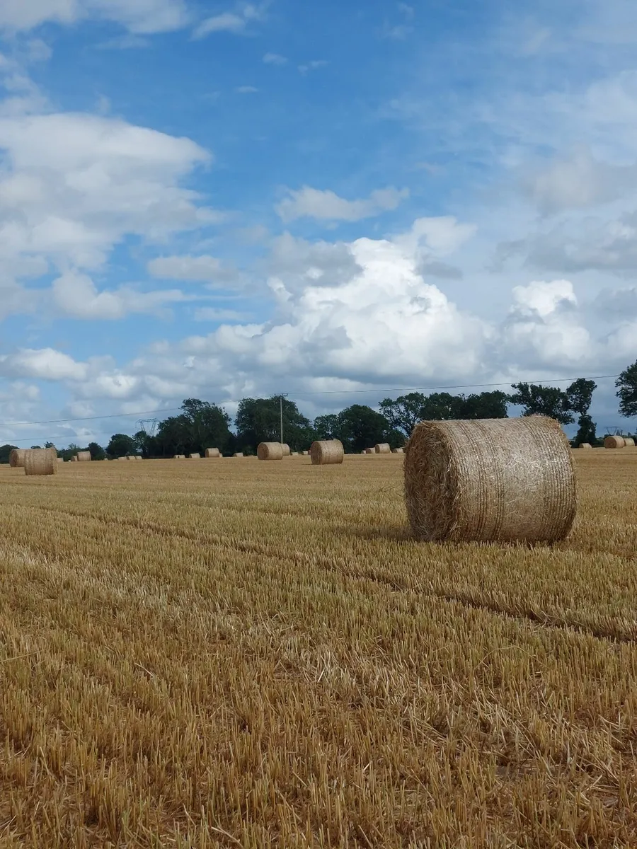 Barley Straw - Image 2