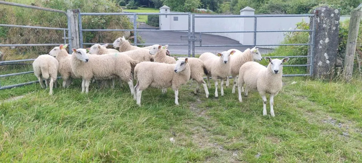 SIS ram lambs - Image 1
