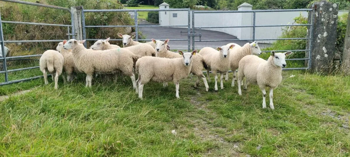 SIS ram lambs - Image 2