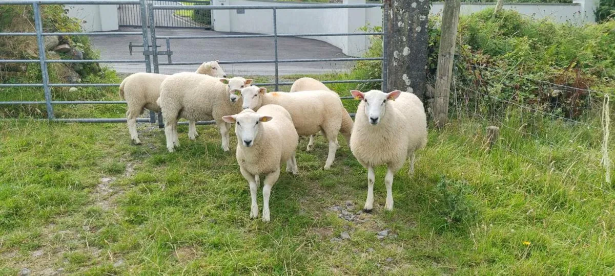 SIS ram lambs - Image 3