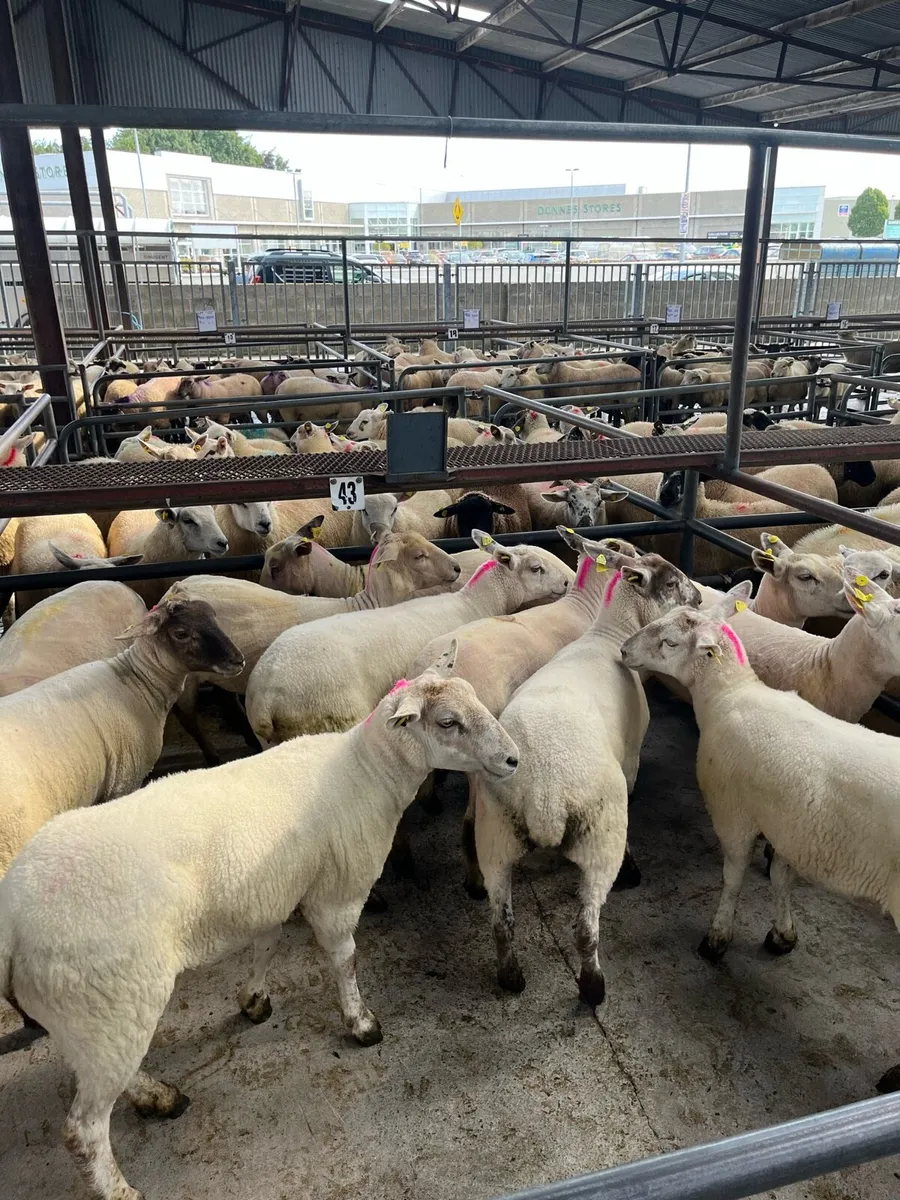 🤩ROSCOMMON MART TODAY EWE HOGGETS 🤩 - Image 1