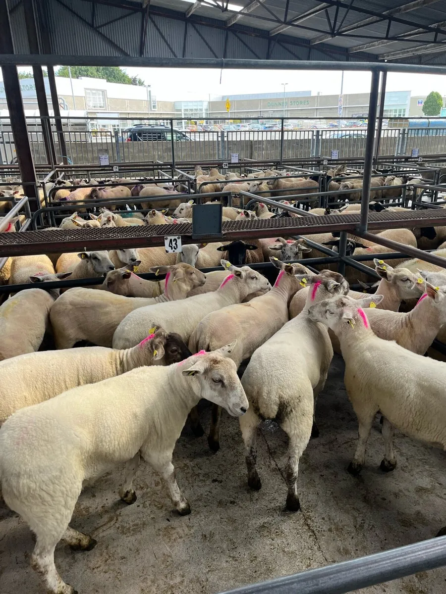 🤩ROSCOMMON MART TODAY EWE HOGGETS 🤩 - Image 2