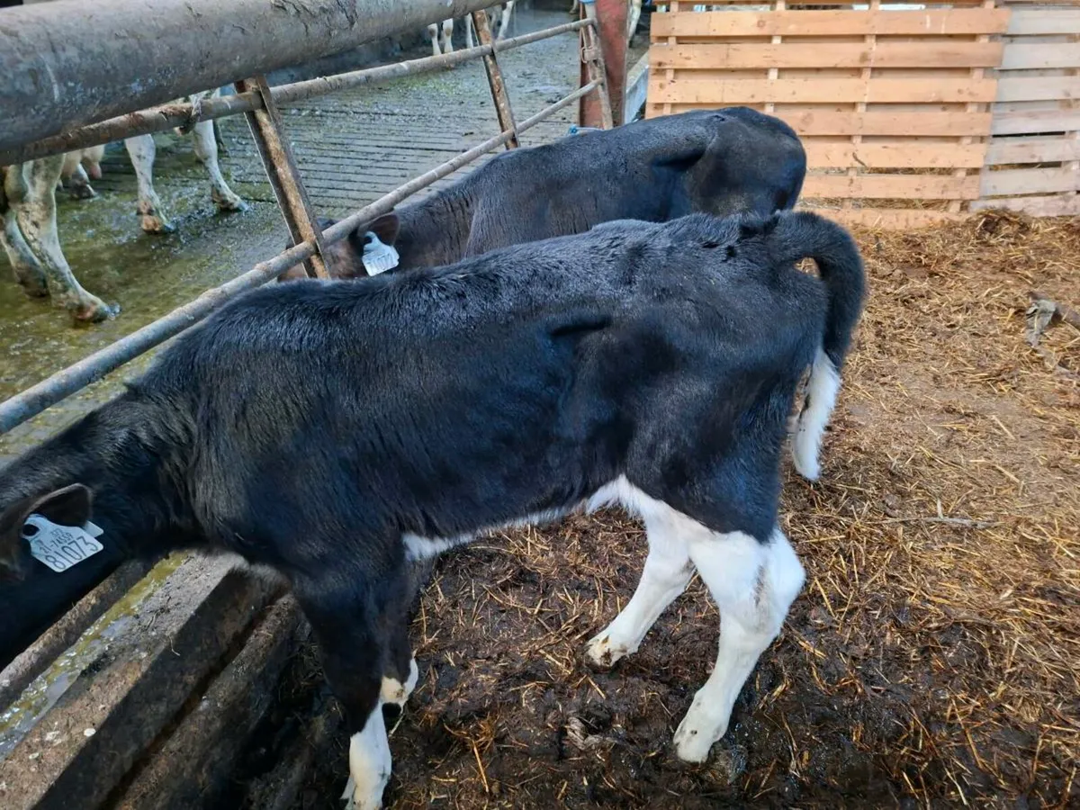2 bull calves Angus