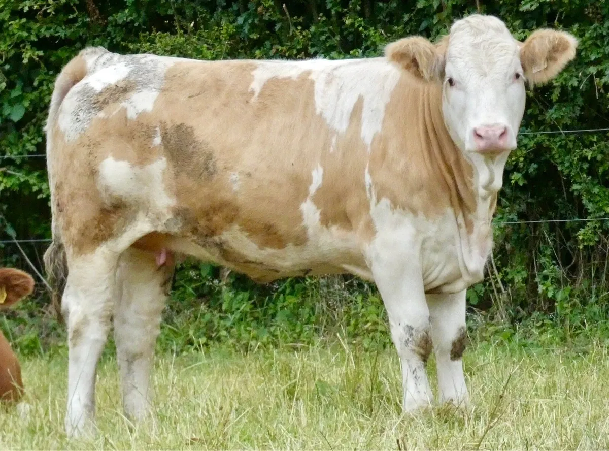 PBR Simmental Heifer - Image 1