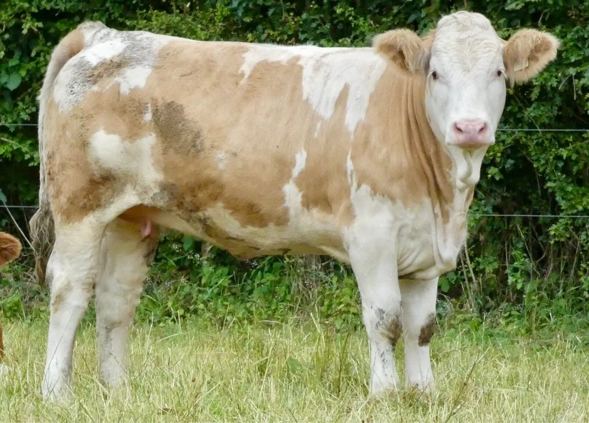 PBR Simmental Heifer - Image 2