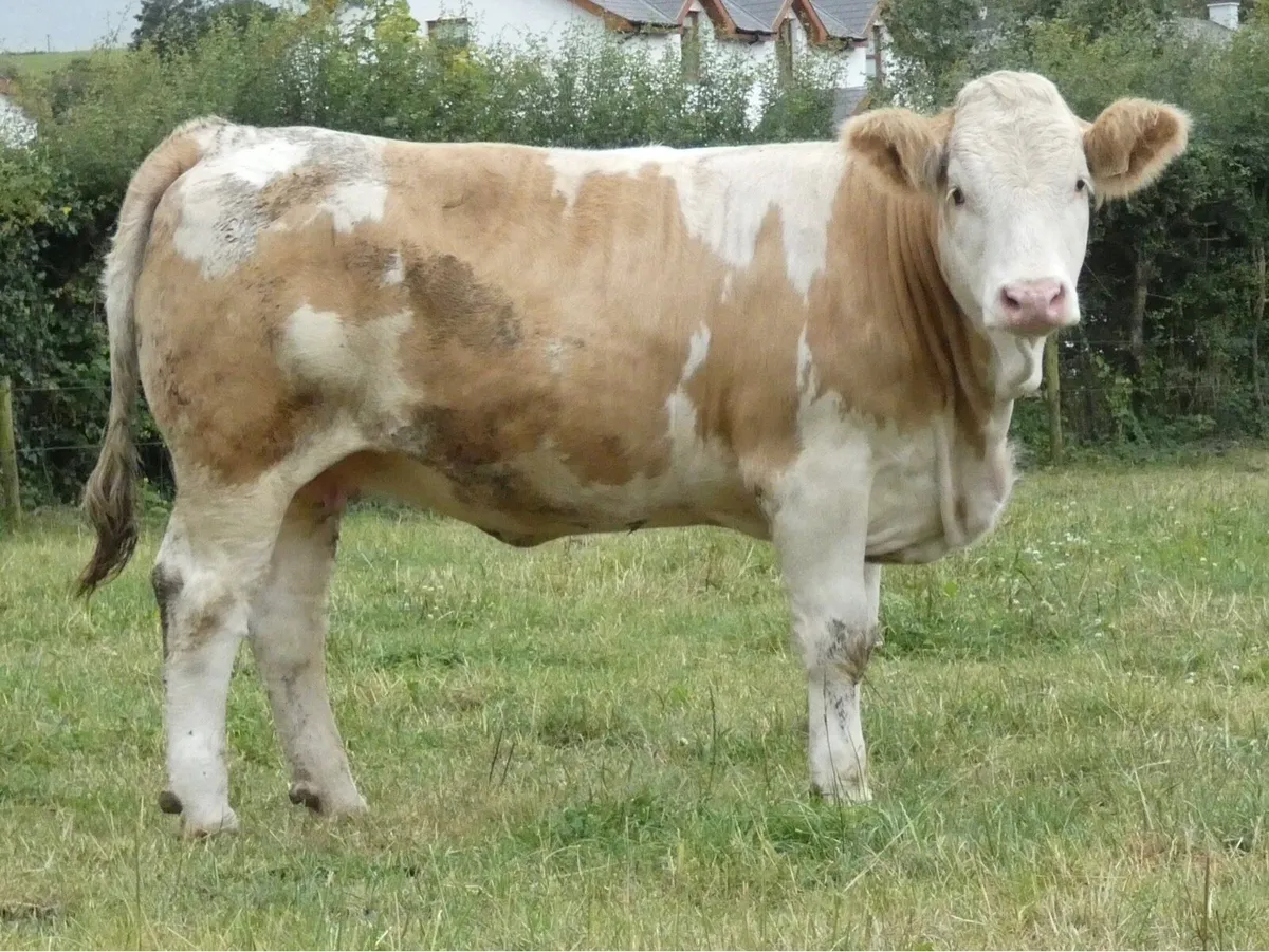 PBR Simmental Heifer - Image 3