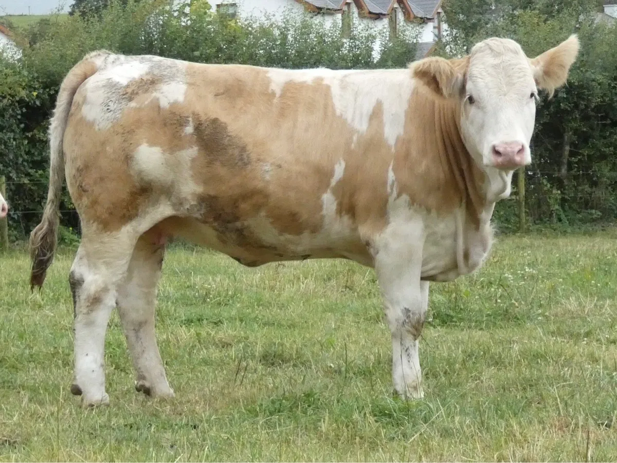 PBR Simmental Heifer - Image 4