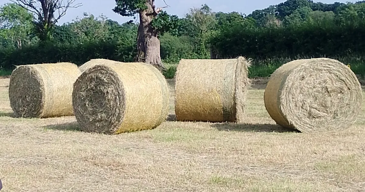 Hay (Round bales)