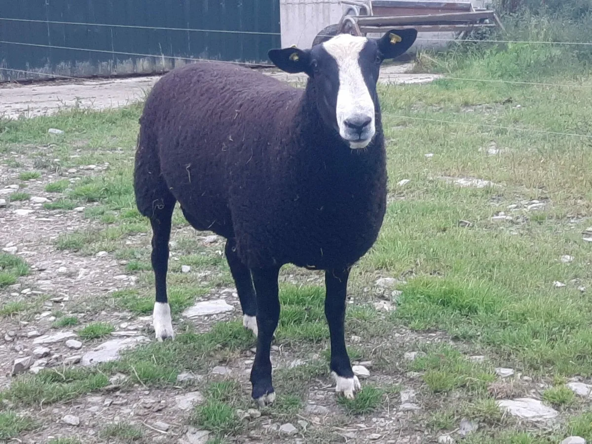 Zwartble Ram Pedigree Registered for Sale - Image 1