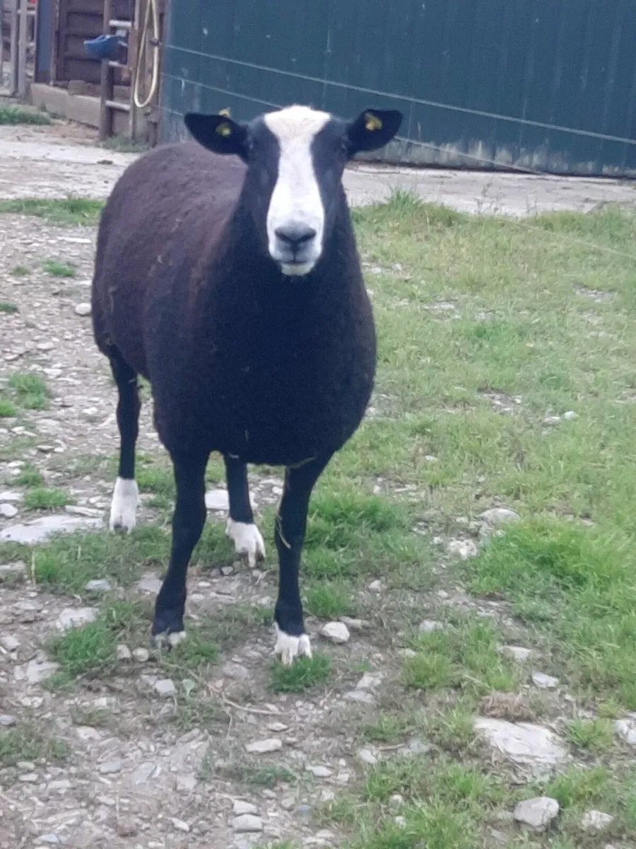 Zwartble Ram Pedigree Registered for Sale - Image 2