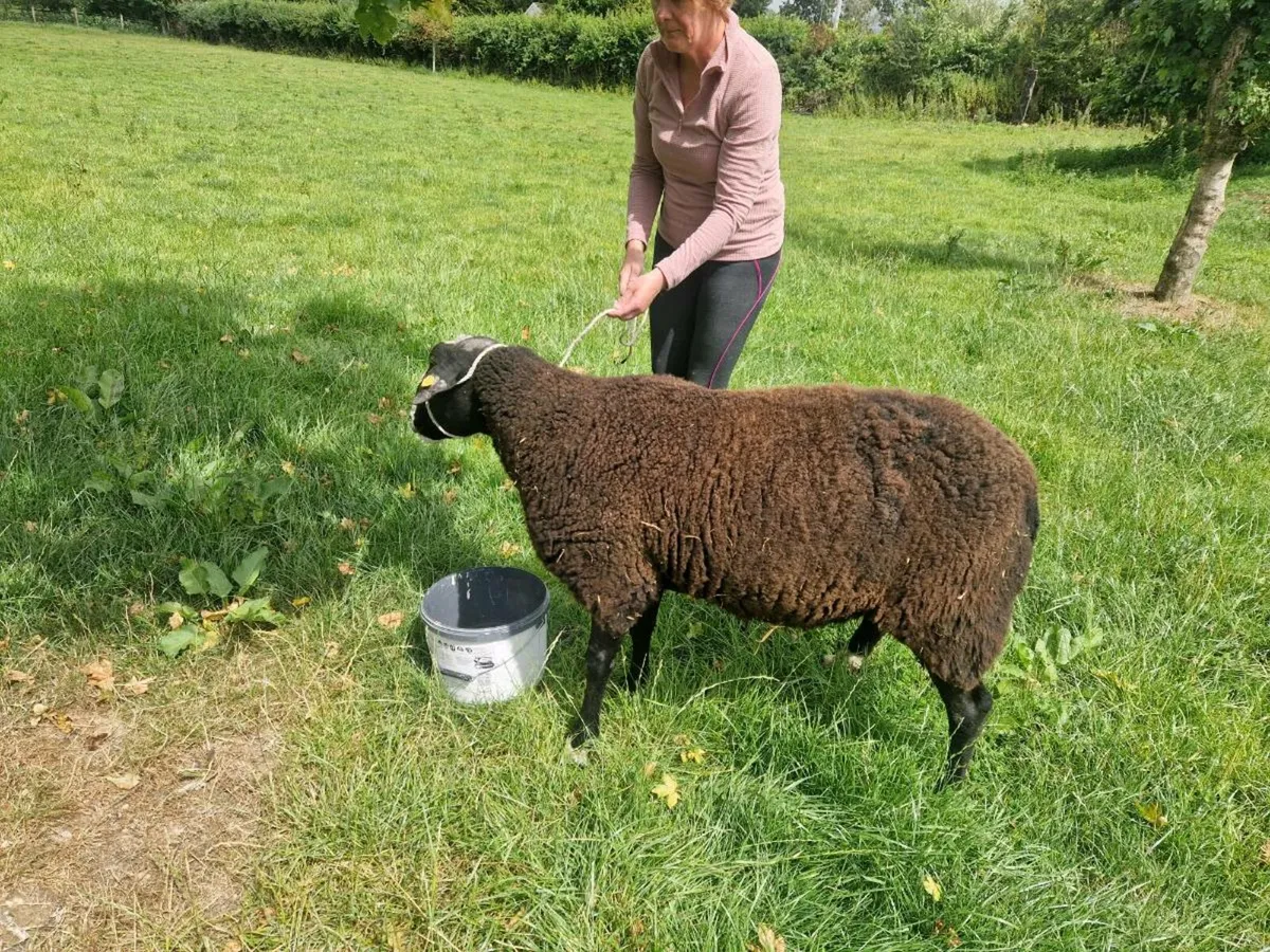 Zwartble Ram Pedigree Registered for Sale - Image 3
