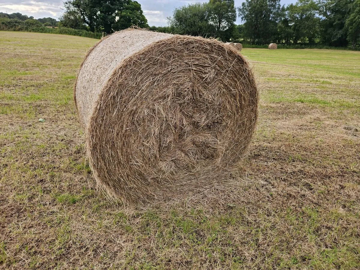 Round bales of hay - Image 3