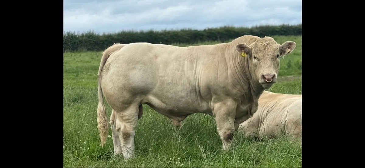 Charolais bull - Image 1