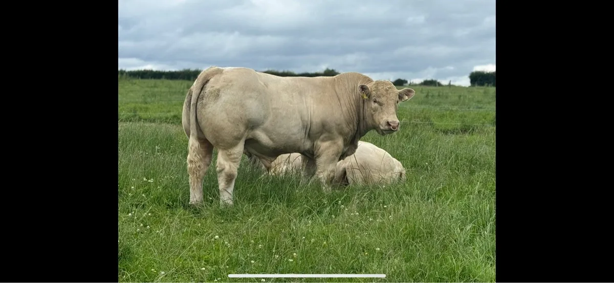 Charolais bull - Image 2