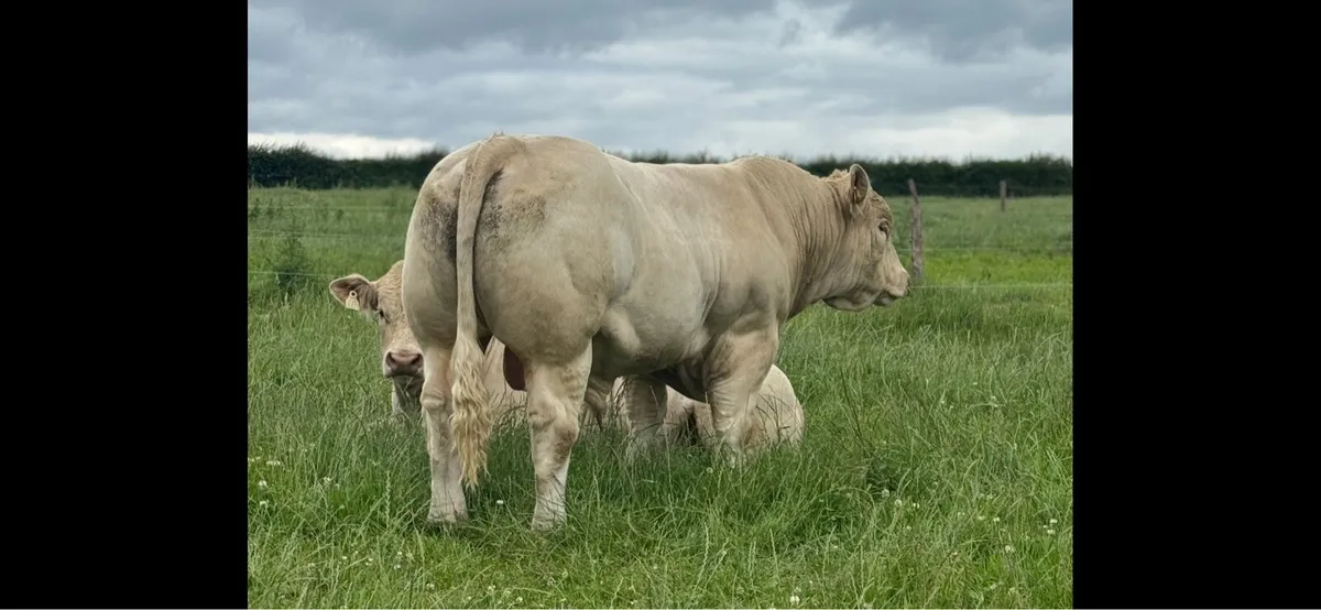 Charolais bull - Image 3