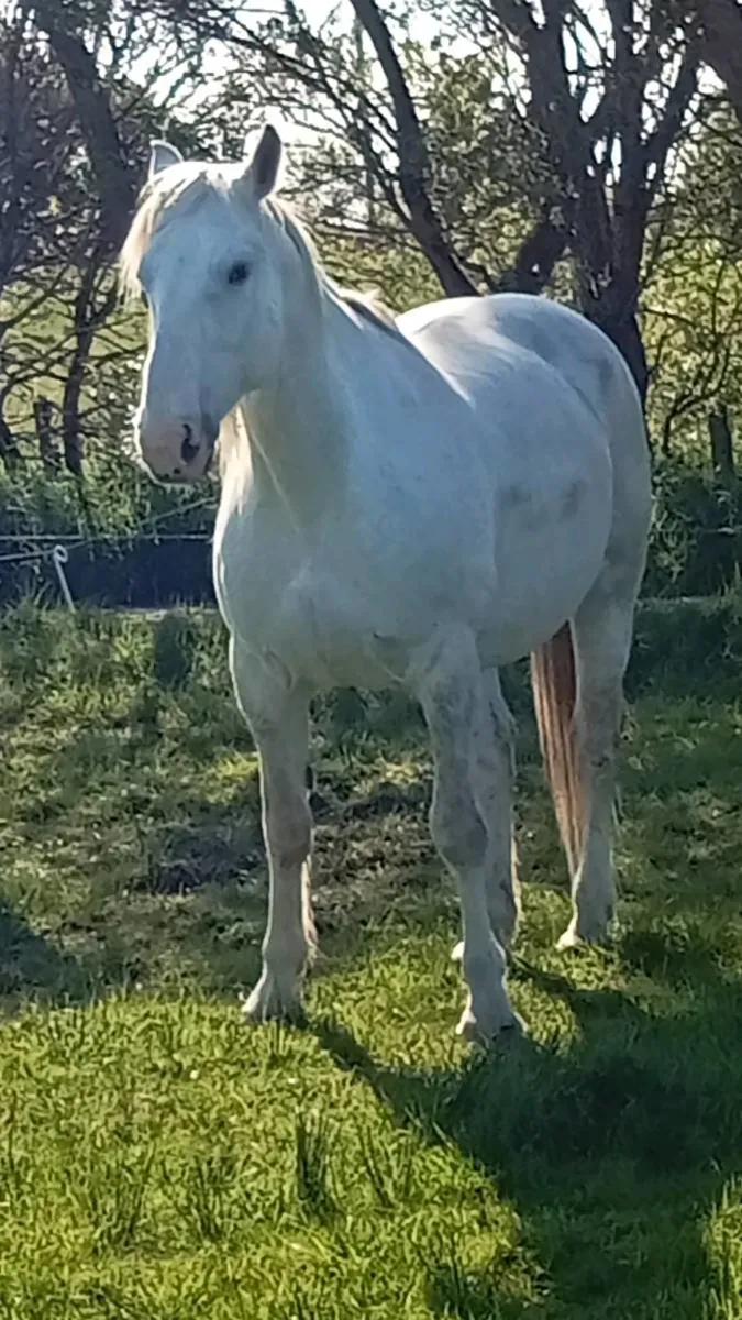 Draught mare and some young stock - Image 1