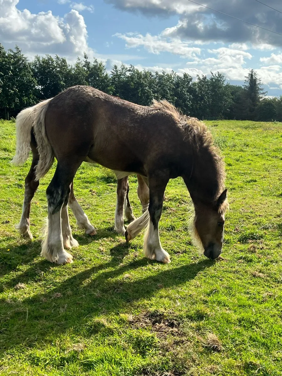Heavy filly foal - Image 1