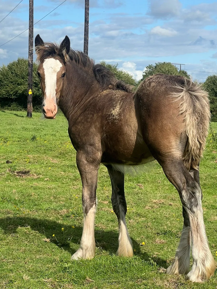 Heavy filly foal - Image 2