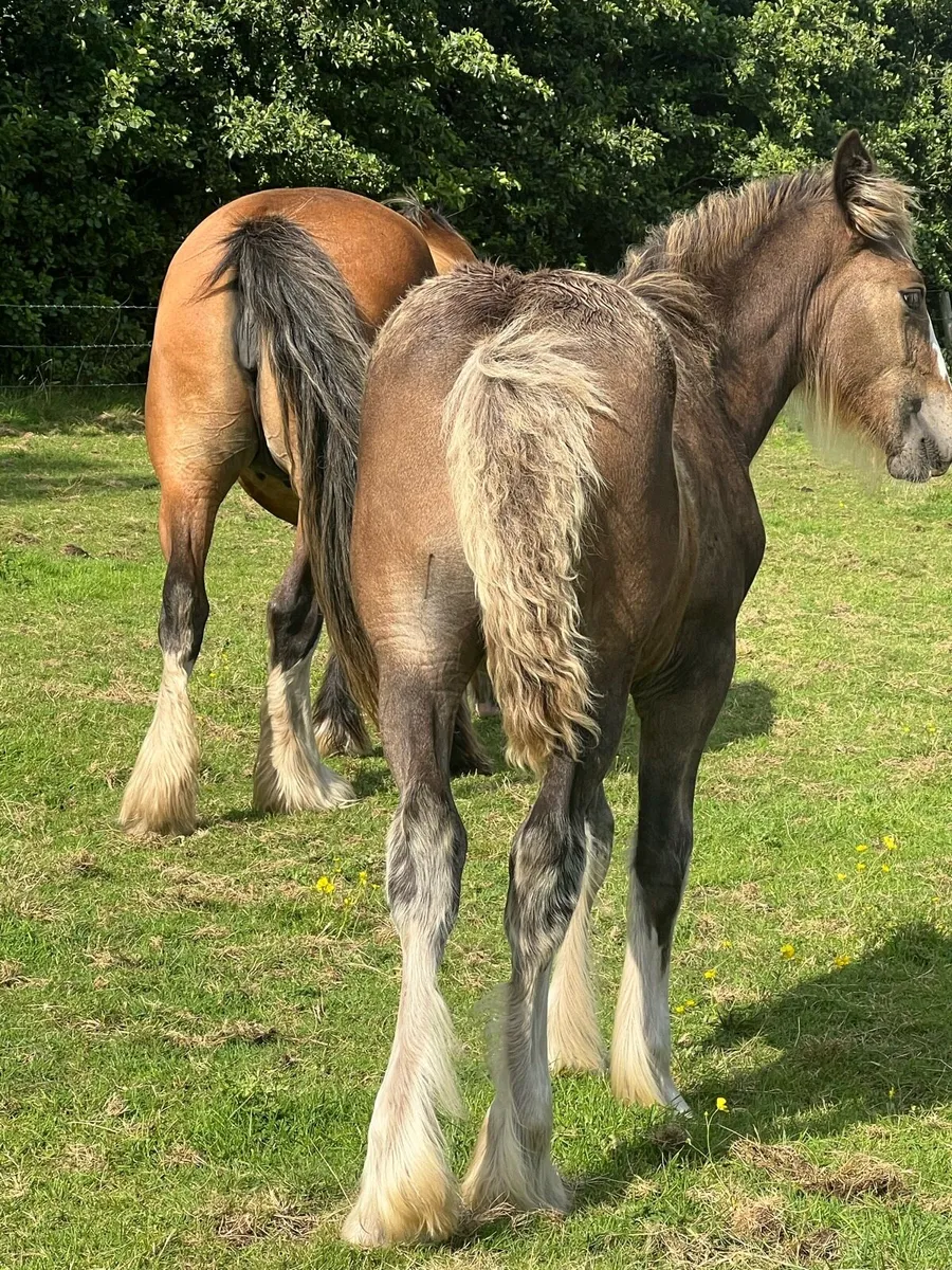 Heavy filly foal - Image 3