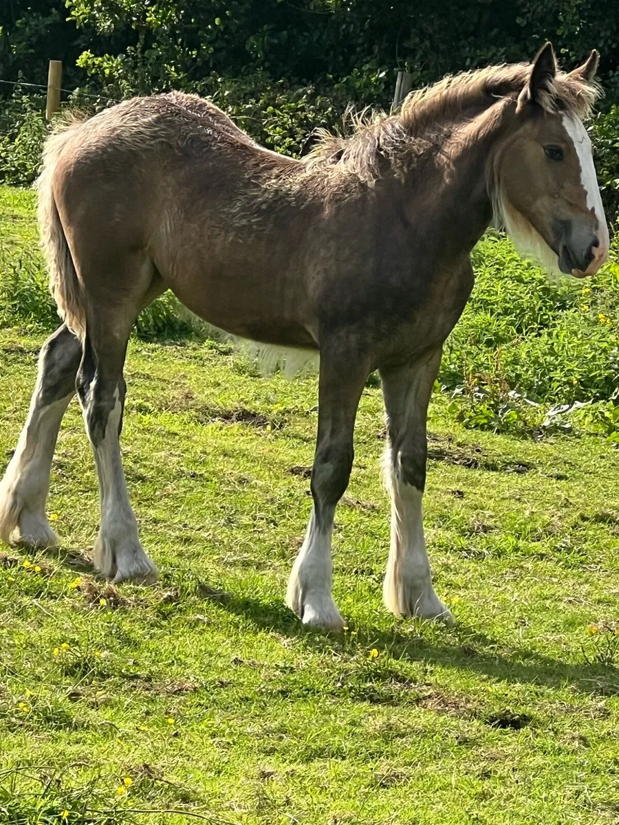 Heavy filly foal - Image 4