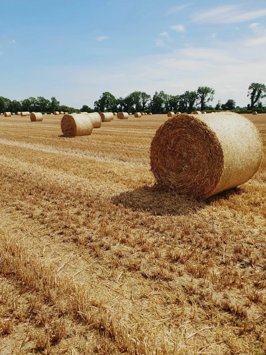Round bales of Barley Straw for sale