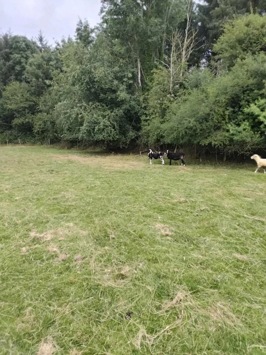 Sheep - Image 3