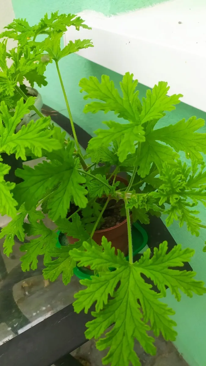 Geranium lemon scented - Image 1