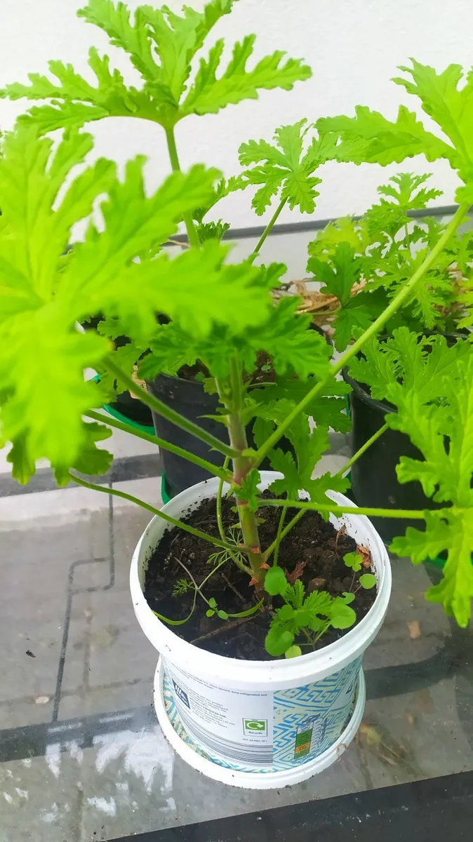 Geranium lemon scented - Image 2