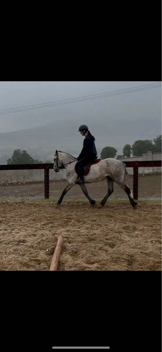 4 year old gelding - Image 1