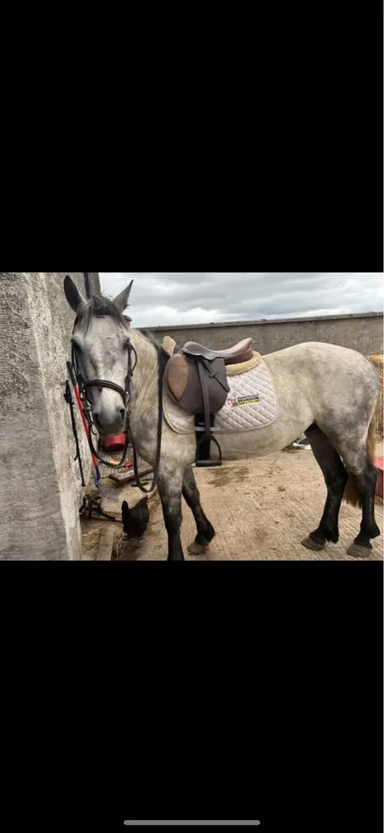 4 year old gelding - Image 2